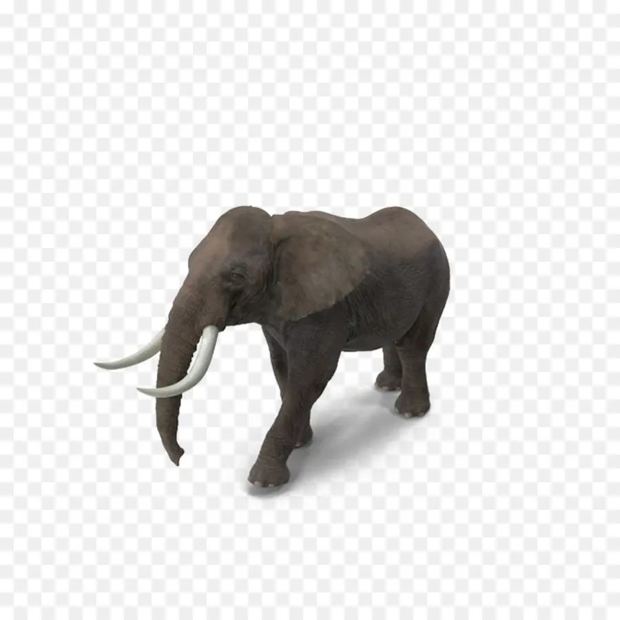 Éléphant，Défenses PNG