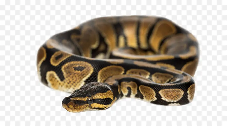 Balle Python，Serpent PNG
