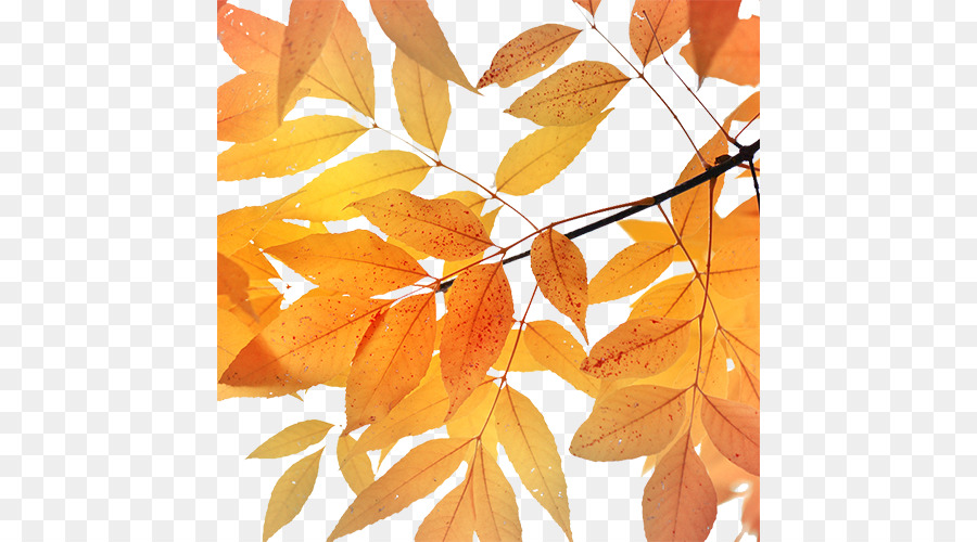 Feuilles，Automne PNG