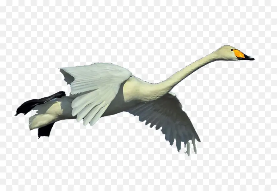 Cygne，Vol PNG