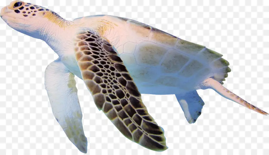 Tortue De Mer，Océan PNG