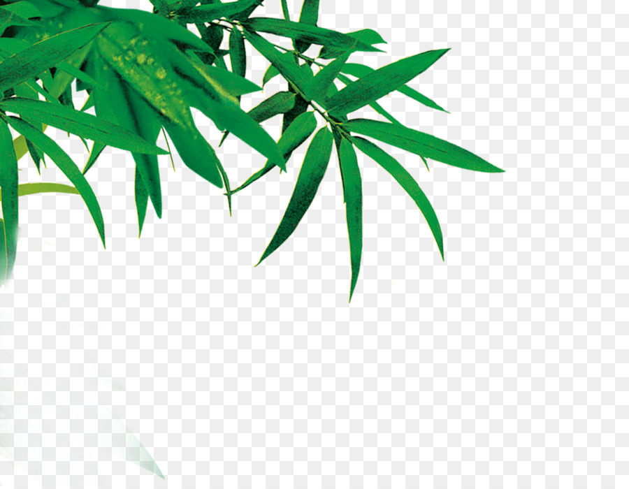 Bambou，Feuilles PNG