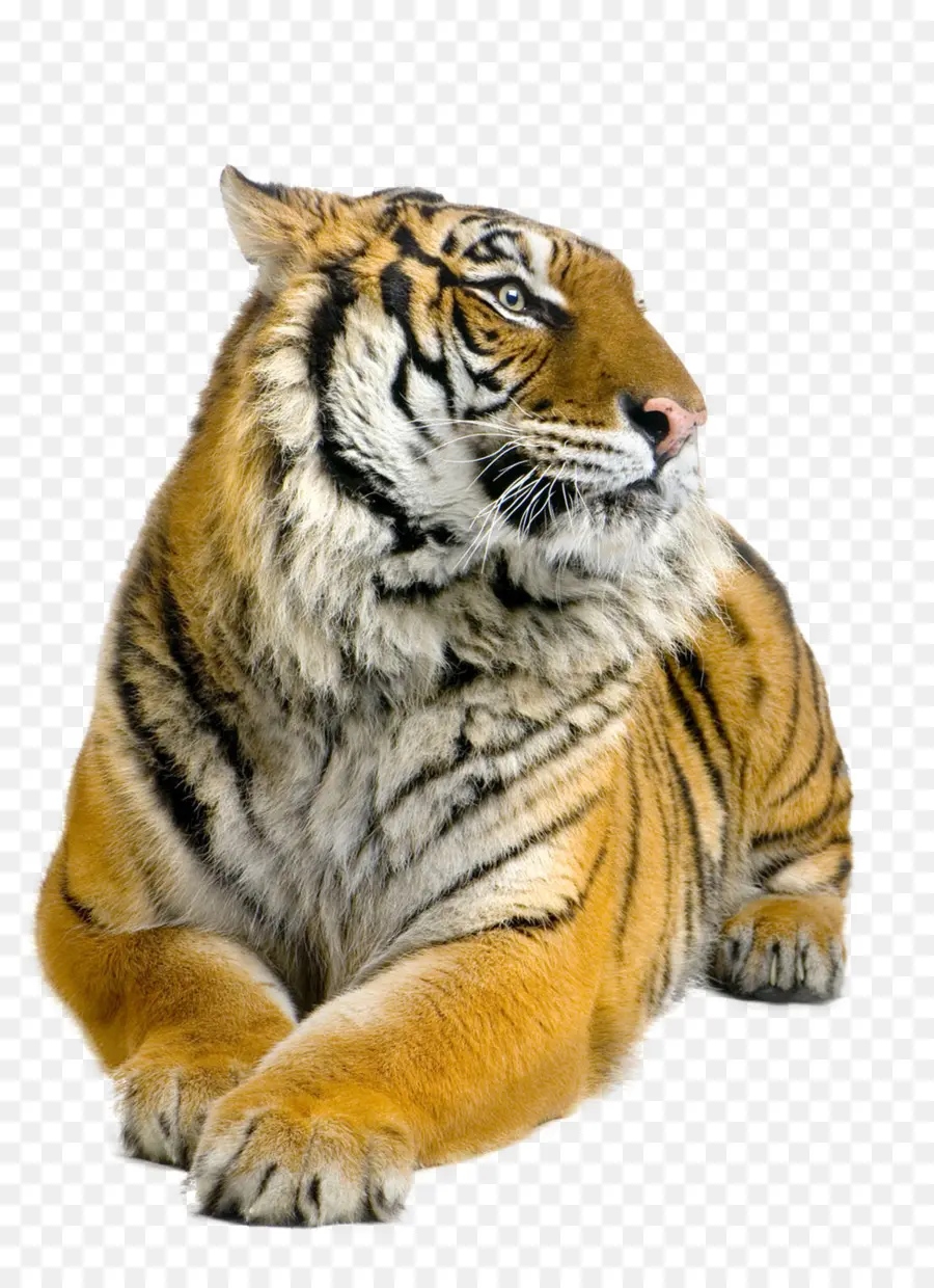 Tigre De Sibérie，Tigre Du Bengale PNG