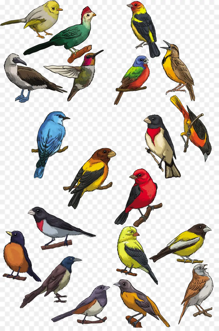 Oiseaux Colorés，Plumes PNG