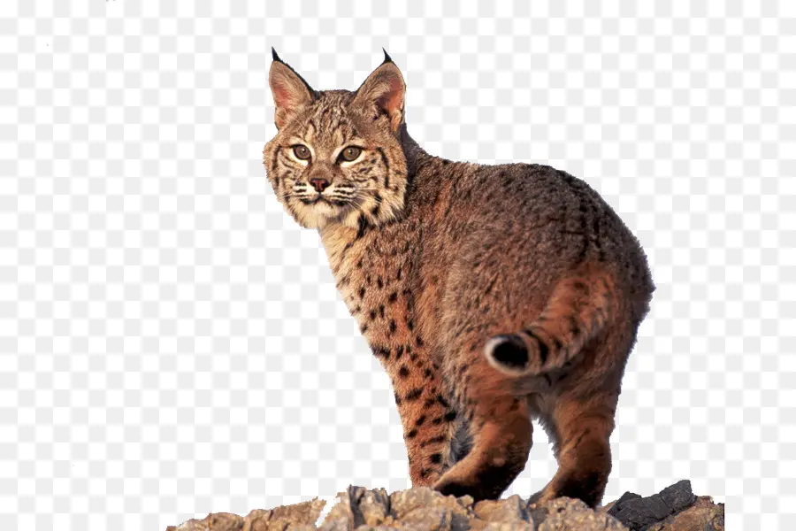 Ocicat，California Paillettes PNG