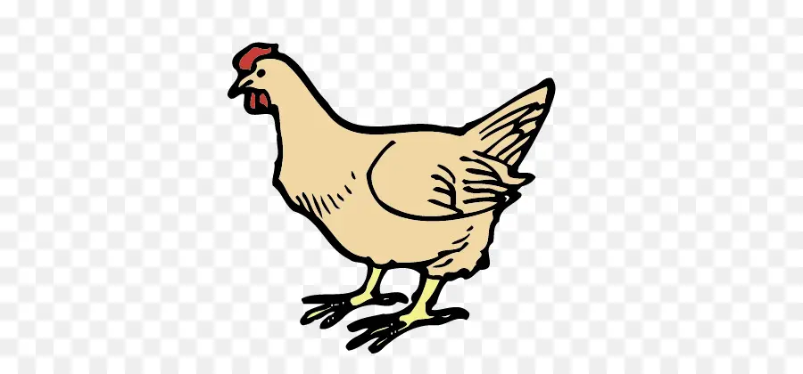 Poulet，Poule PNG