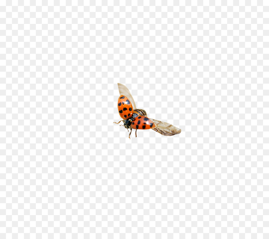 Coccinelle，Ailes PNG