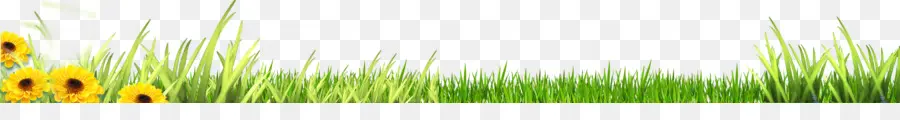 Bordure D'herbe，Fleurs PNG