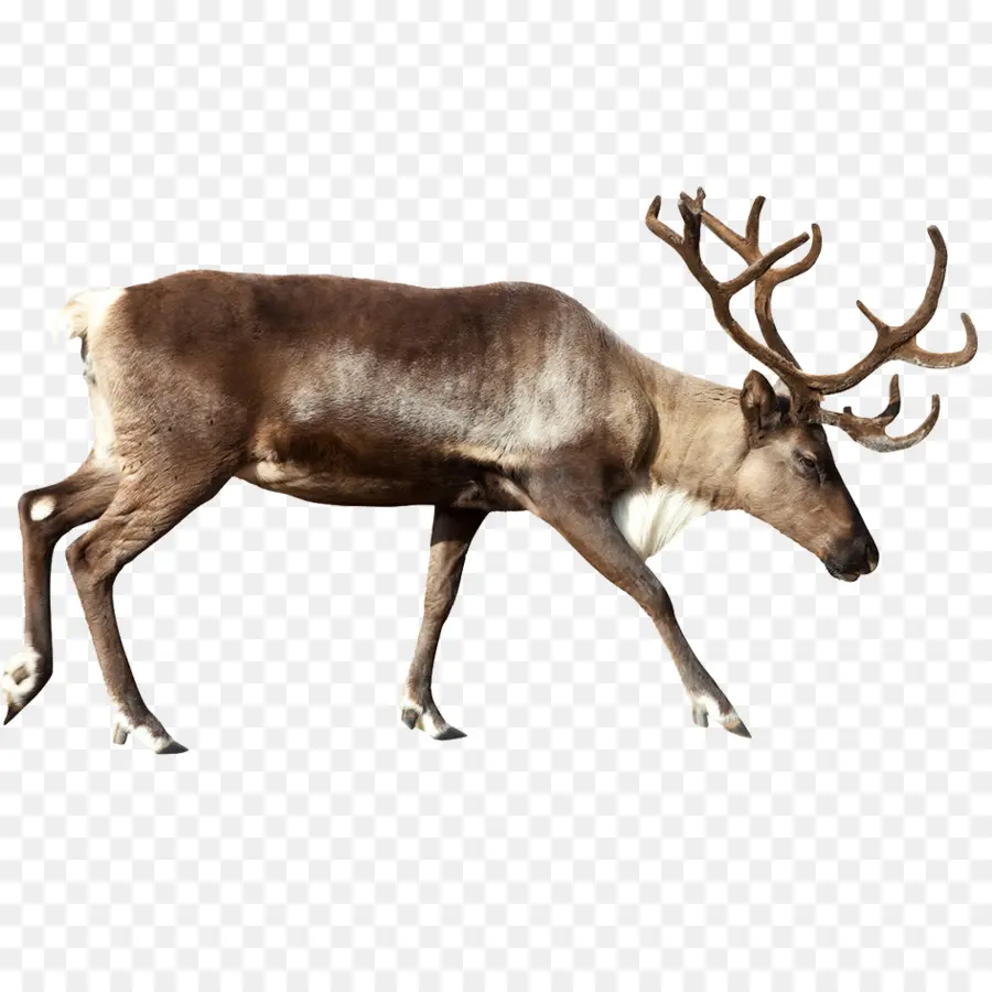 Rudolph，Rennes PNG