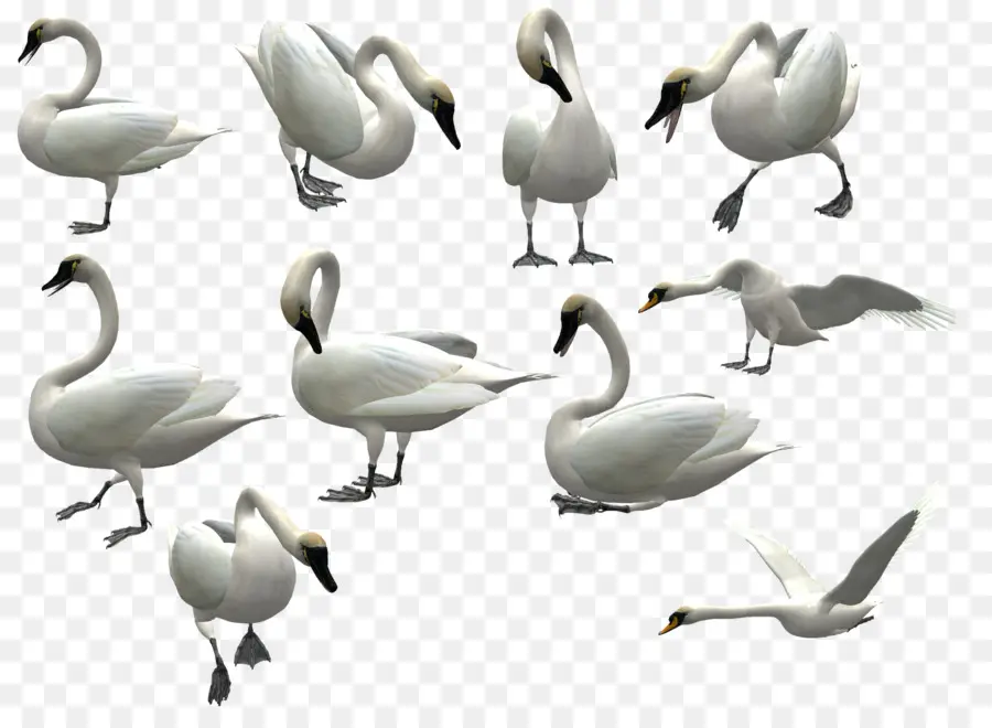 Cygnes，Cygne PNG