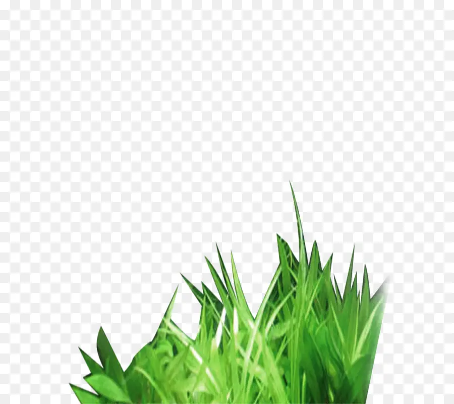 Herbe Verte，Nature PNG