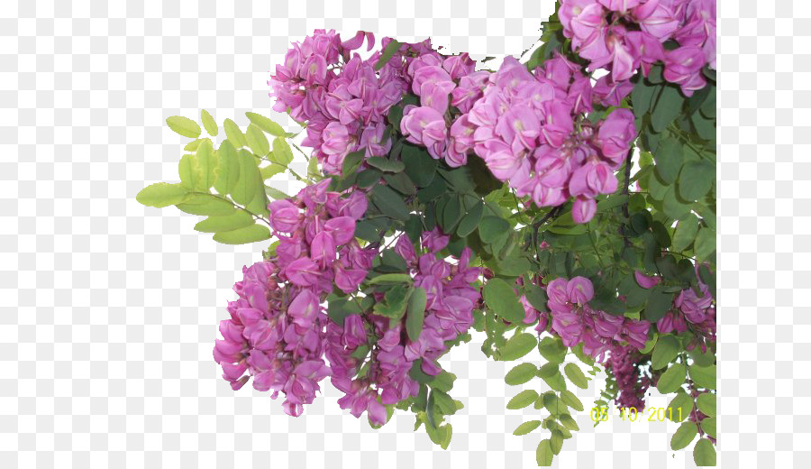 Fleurs Violettes，Feuilles Vertes PNG