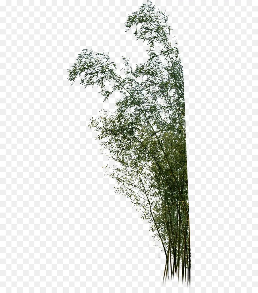 Bambou，Plan PNG