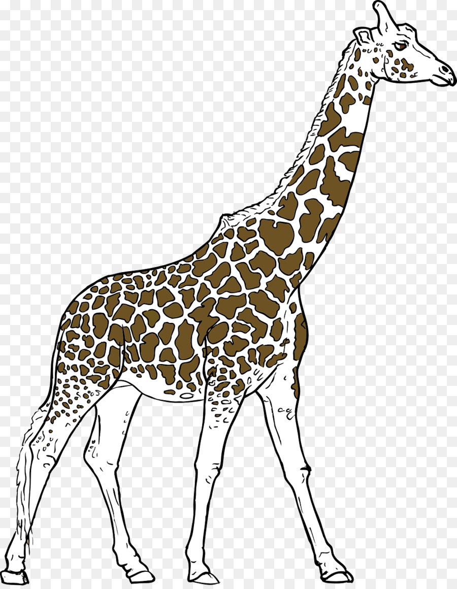 Girafe，Vous êtes Avin Une Girafe PNG