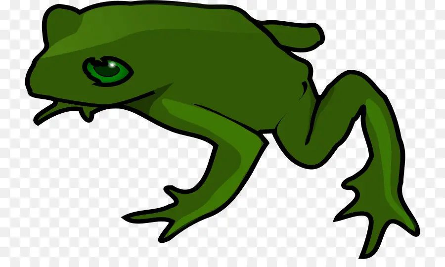 Grenouille Verte，Amphibie PNG