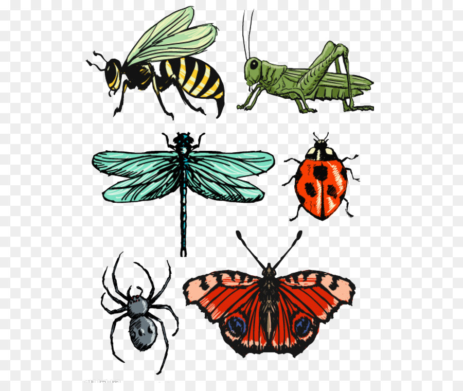 Insectes，Crawlies Effrayants PNG