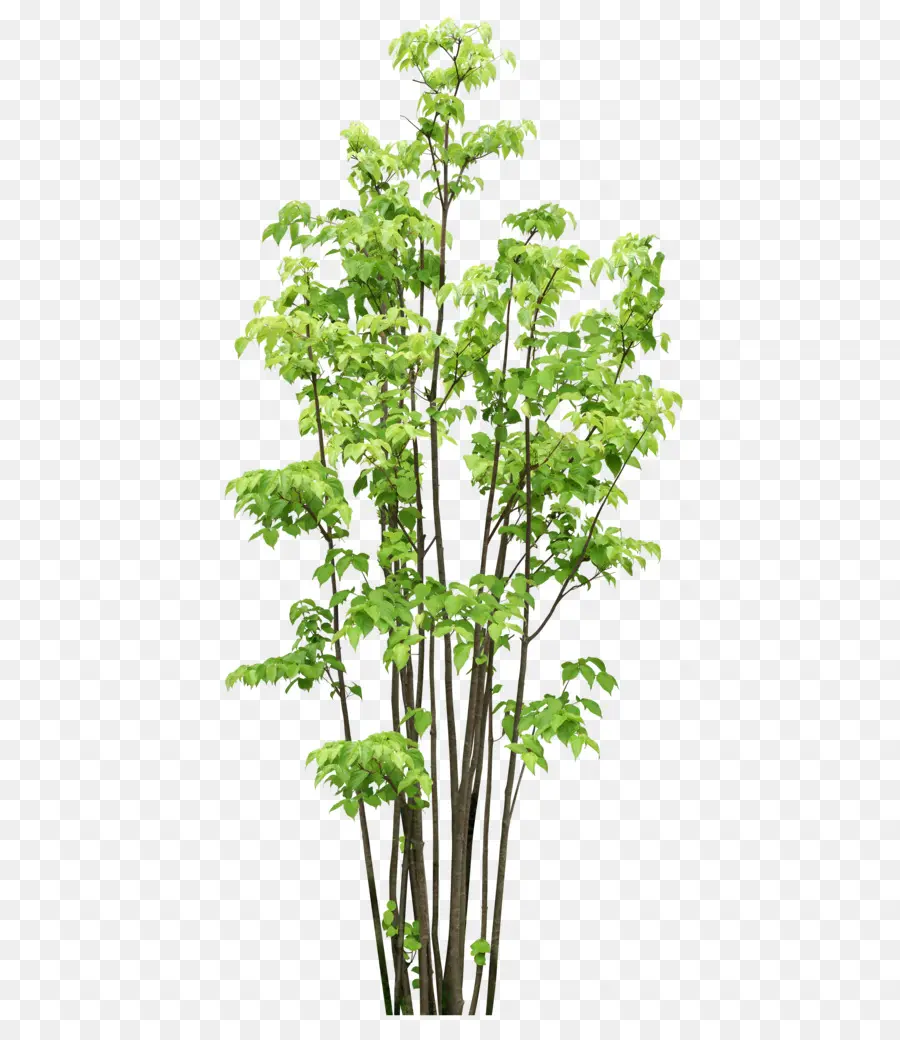 Arbre，Usine PNG