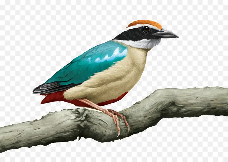 Oiseau Coloré，Bifurquer PNG