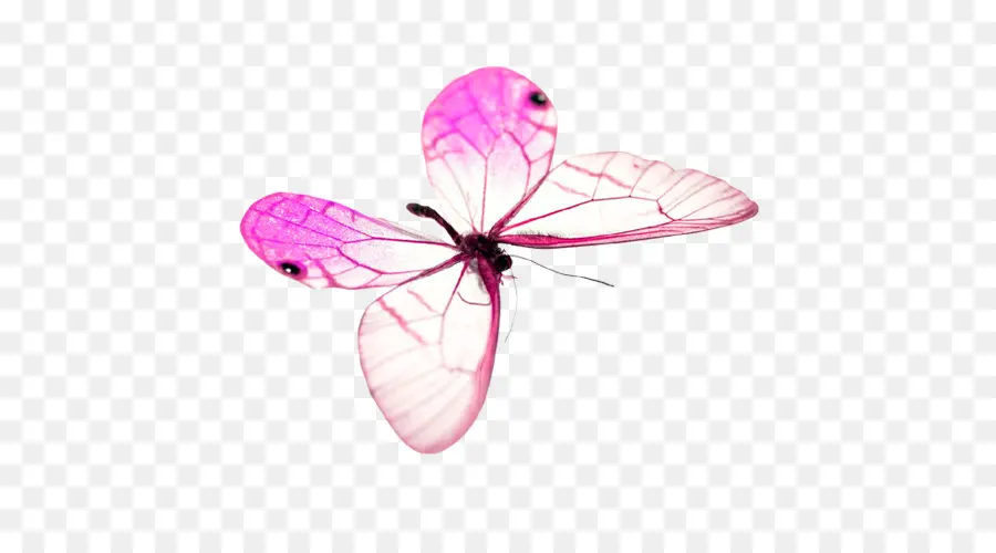 Papillon Rose，Insecte PNG