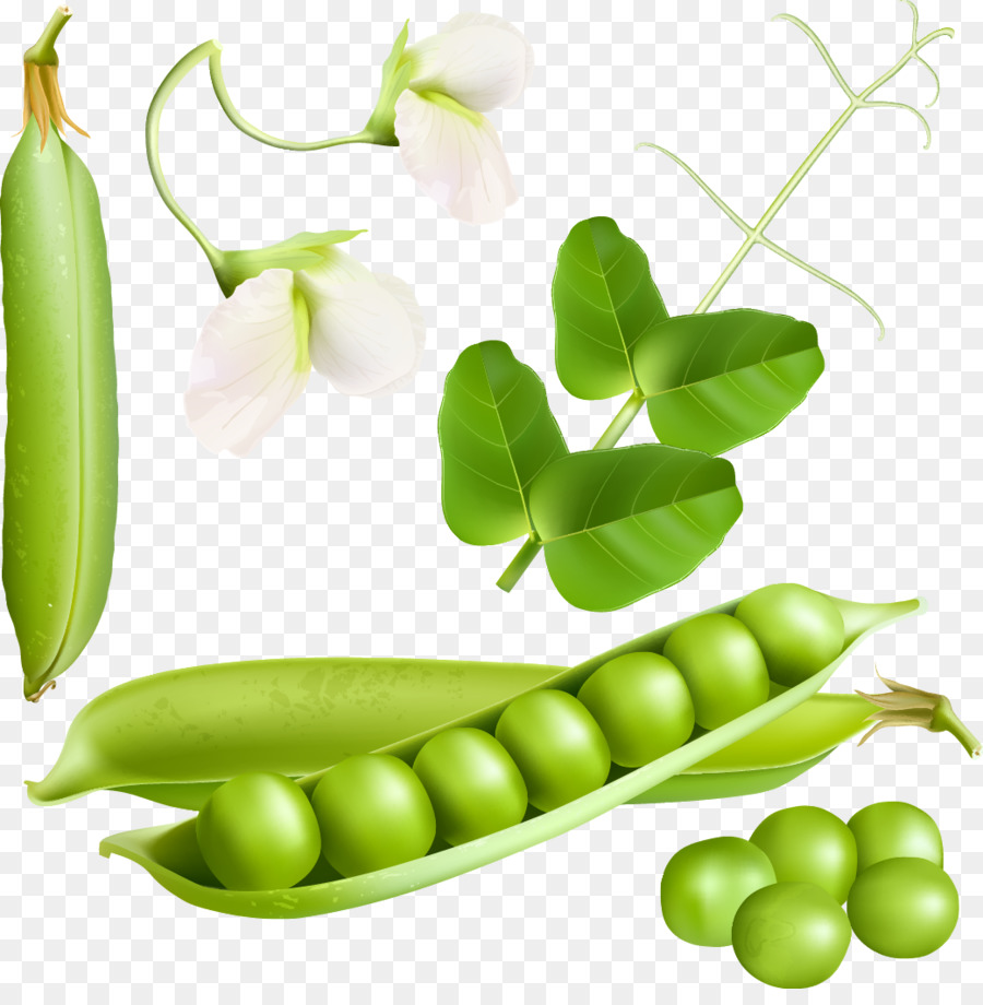 Pois Verts，Petits Pois PNG