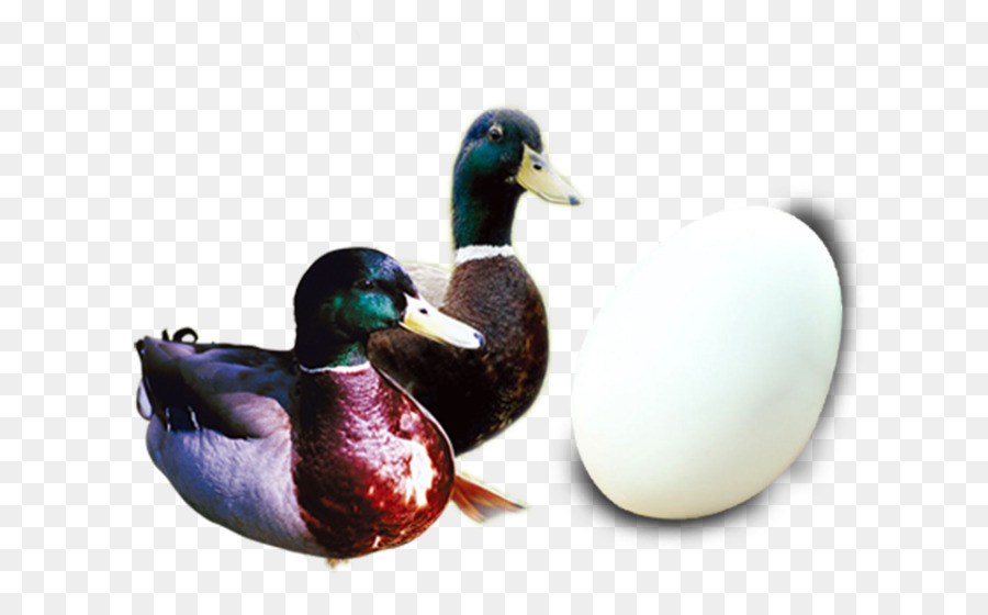 Mallard，Canard PNG