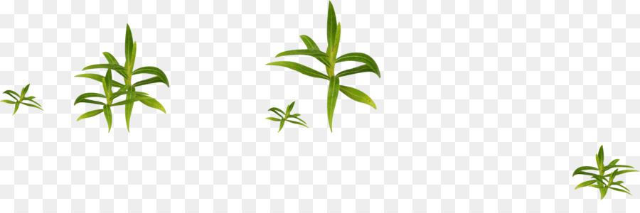 Plantes Vertes，Feuilles PNG