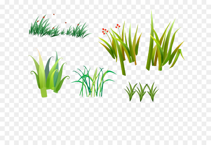 Plantes，Herbe PNG