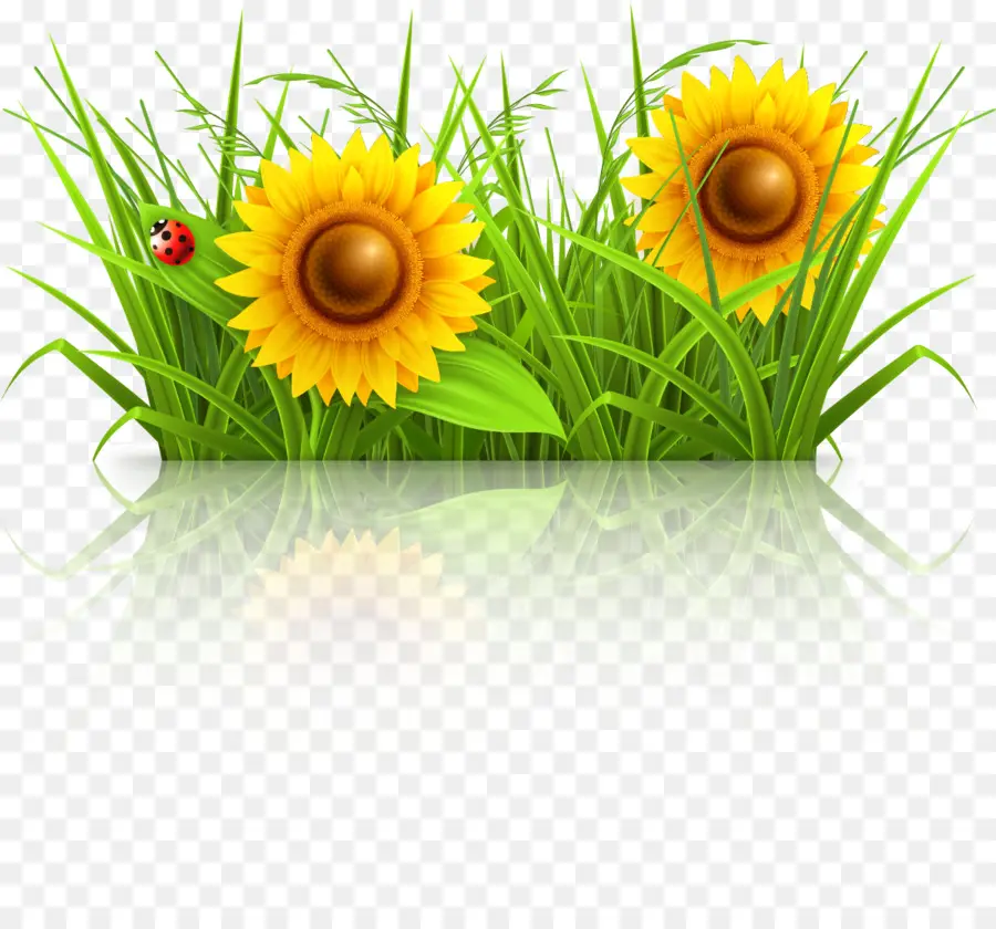 Tournesols，Fleurs PNG