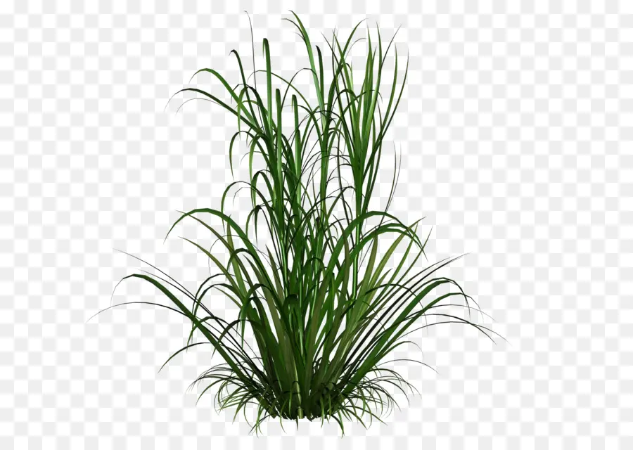 Herbe Verte，Pelouse PNG