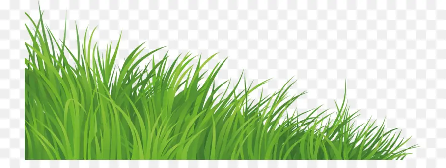 Herbe，Vert PNG