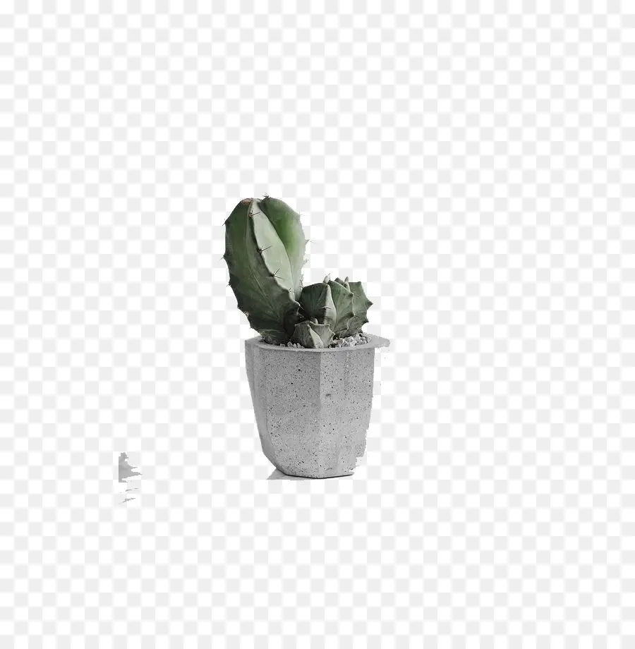 Cactaceae，Télécharger PNG