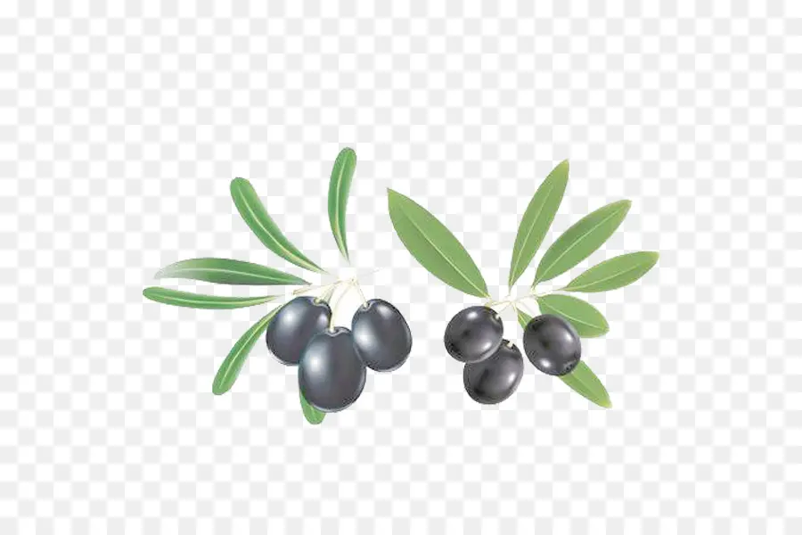 Branche D'olivier，Olives PNG