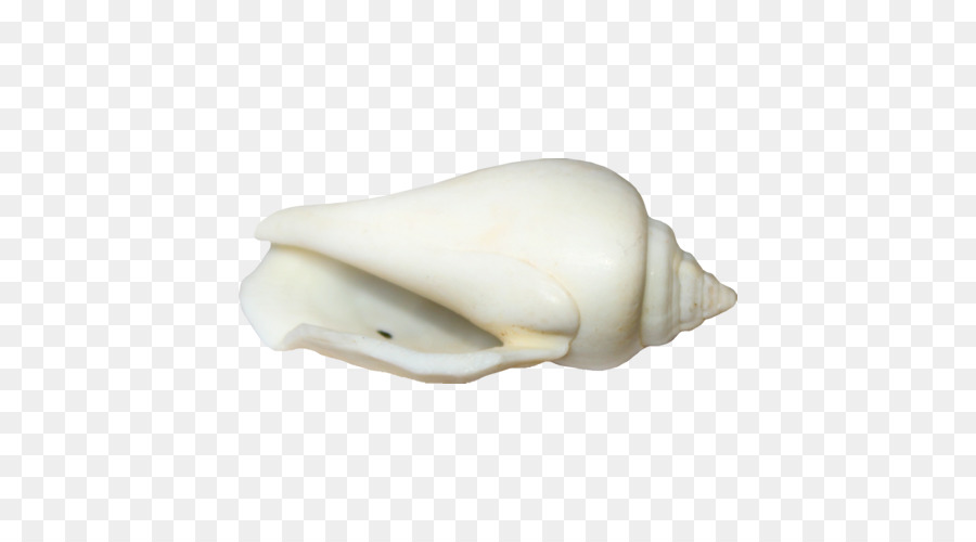 Conque，Coquille PNG