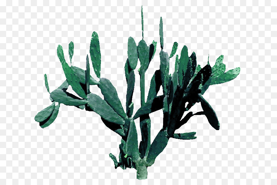 Aculeata，Cactaceae PNG