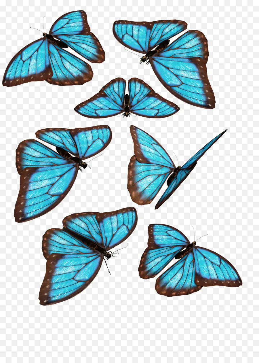 Papillons Bleus，Ailes PNG