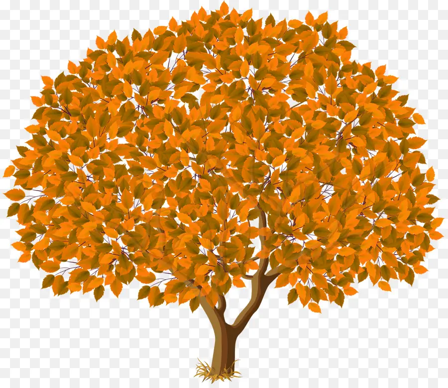 Arbre，L Automne PNG