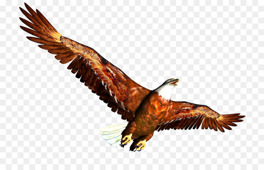 Aigle，Oiseau PNG