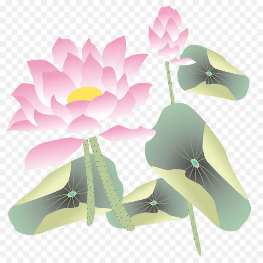 Lotus Rose，Feuille PNG