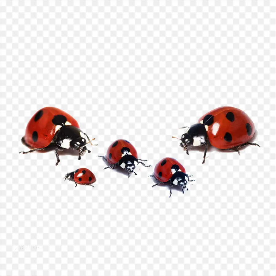 Coccinelles，Coccinelle PNG