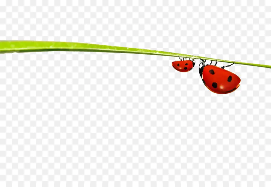 Coccinelles，Insecte PNG