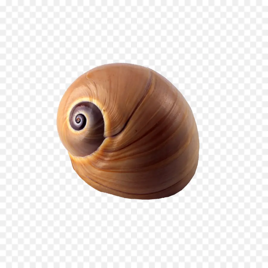 Coquille D'escargot，Spirale PNG