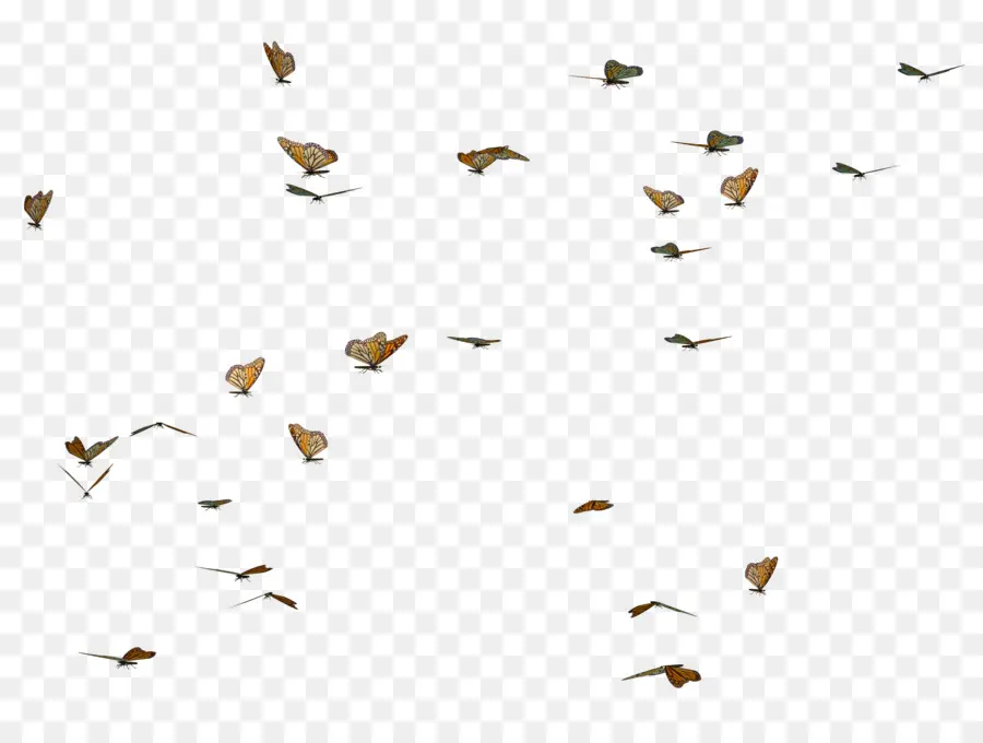 Oiseaux，Vol PNG