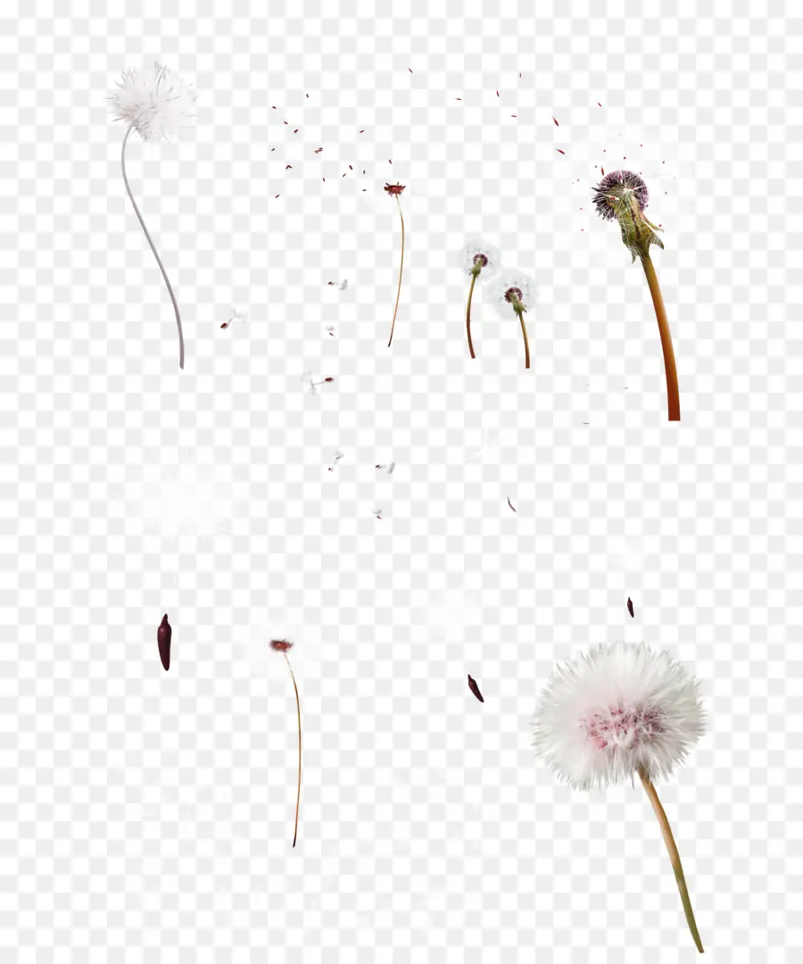 Pissenlits，Fleurs PNG