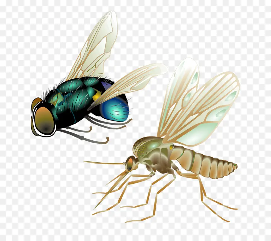 Insectes，Voler PNG