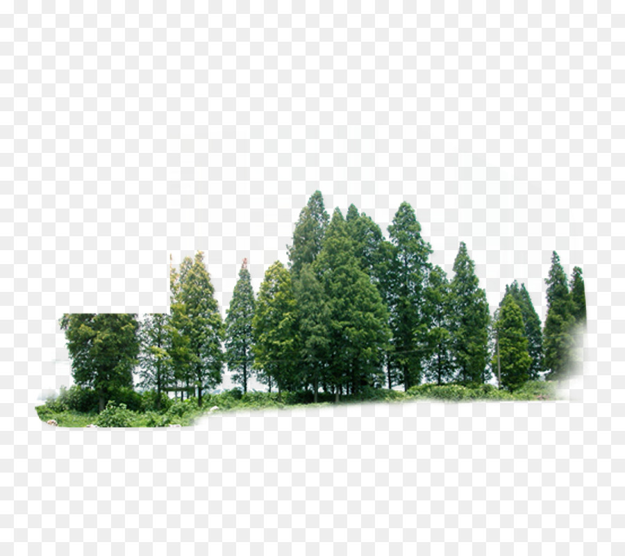 arbre la foret vert png arbre la foret vert transparentes png gratuit arbre la foret vert png arbre la
