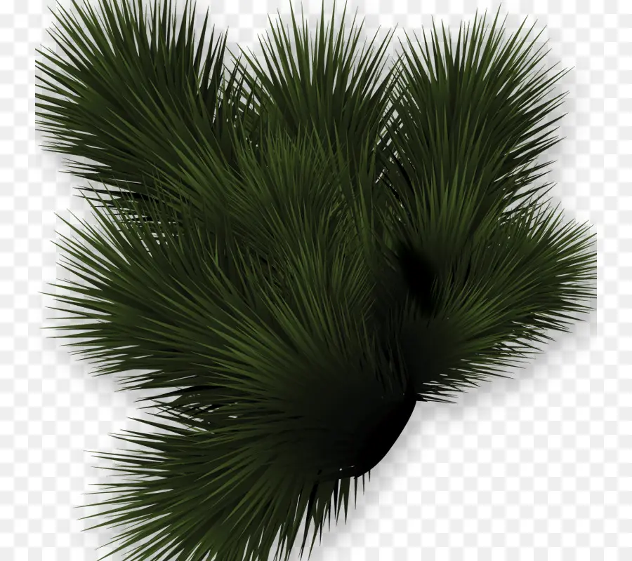 Plante Verte，Feuilles PNG