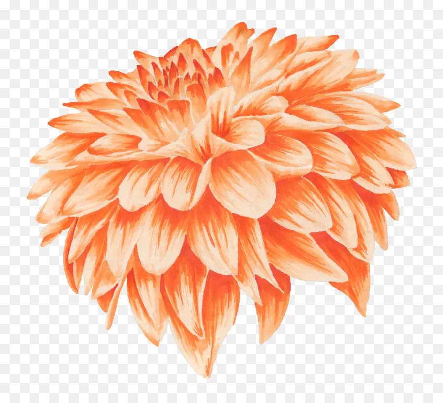 Fleur，Orange PNG