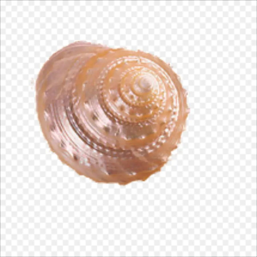 Coquillage，Coquille PNG