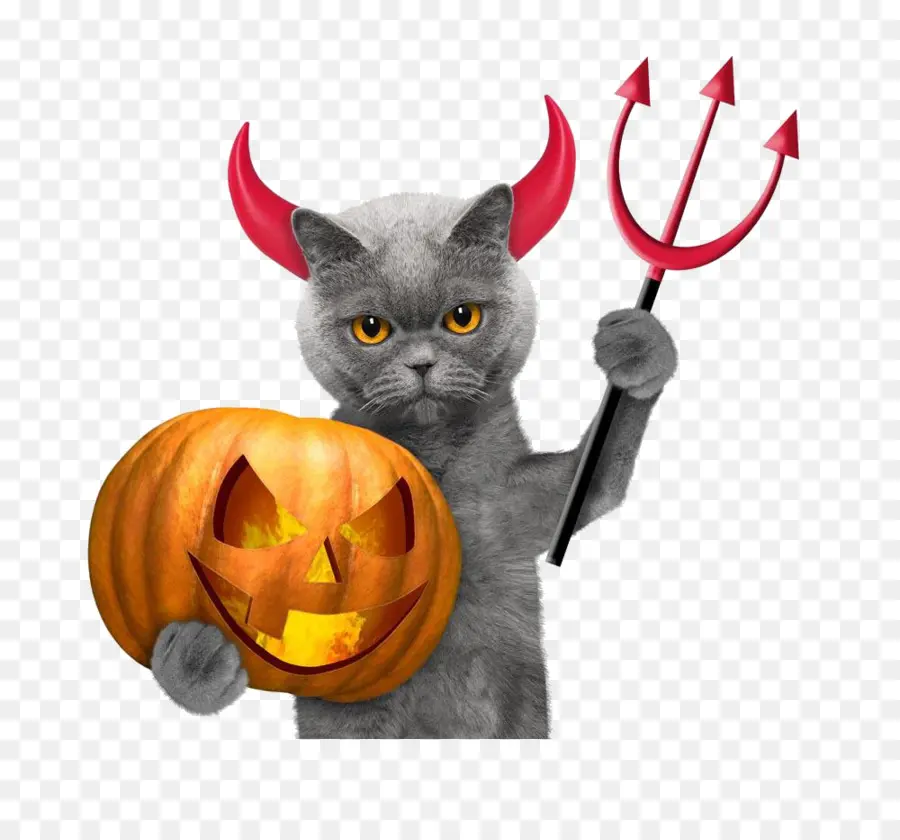 Halloween，Chat PNG