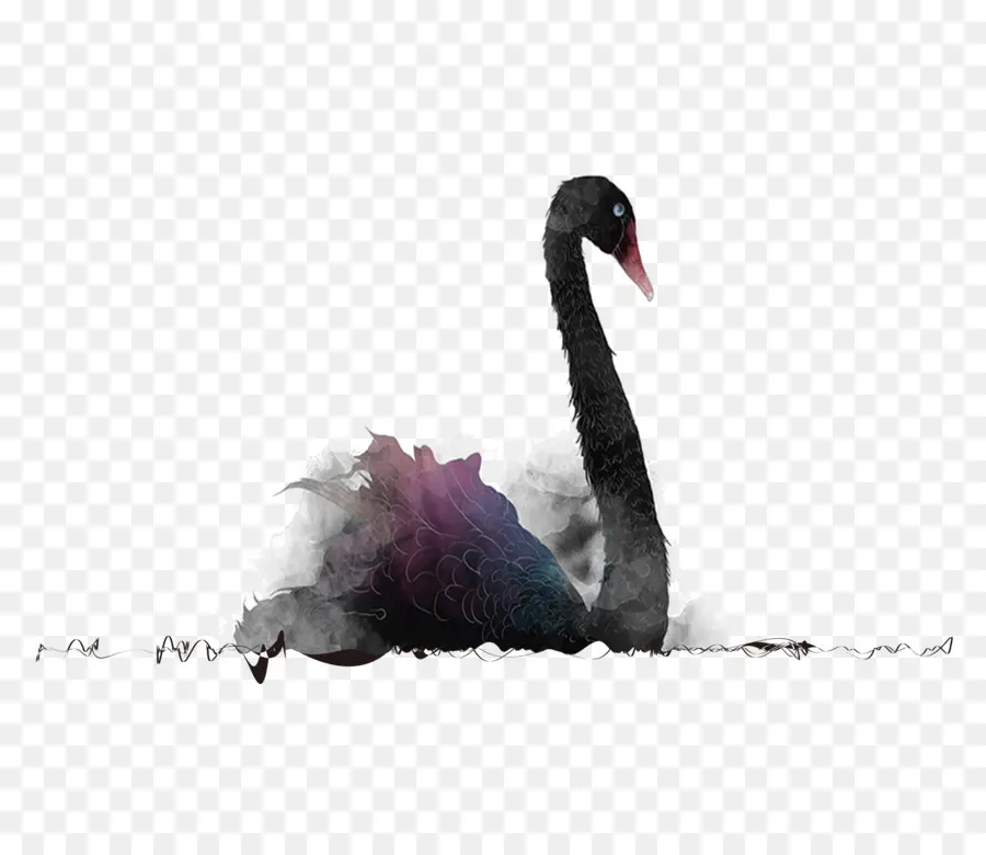 Cygne Noir，Black Swan Théorie PNG